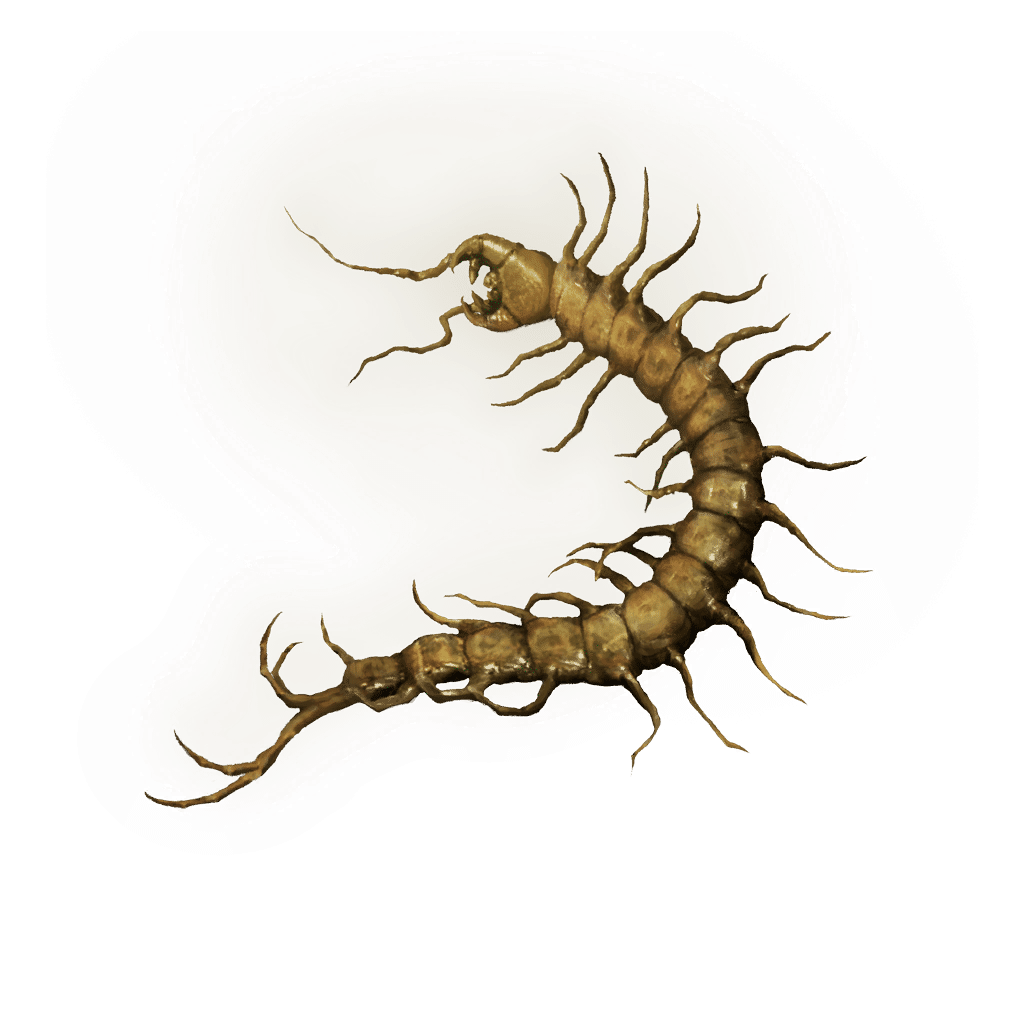 Golden Centipede icon