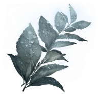 Dewkissed Herba icon