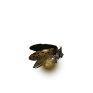Gold Firefly icon
