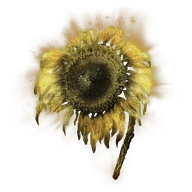 Golden Sunflower icon