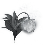 Great Grave Glovewort icon