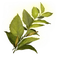 Herba icon
