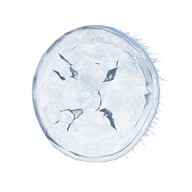 Jellyfish Shield icon