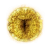 Marika's Rune icon
