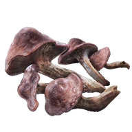 Redflesh Mushroom icon