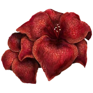 Sanguine Amaryllis icon