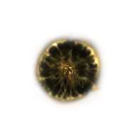 Shadow Realm Rune [4] icon