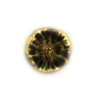 Shadow Realm Rune [5] icon