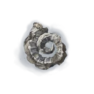 Silver Horn Tender icon