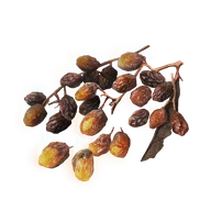 Sweet Raisin icon