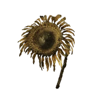 Tarnished Golden Sunflower icon
