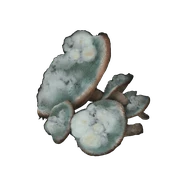 Toxic Mushroom icon