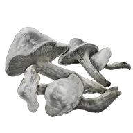 Whiteflesh Mushroom icon