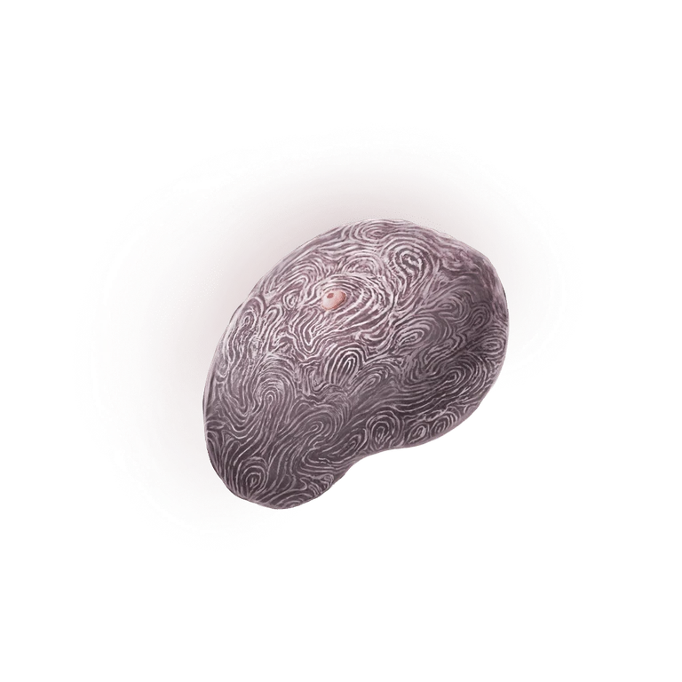 Fingerprint Nostrum icon