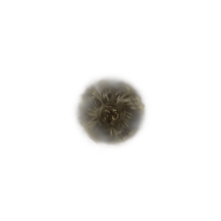 Golden Rune [2] icon