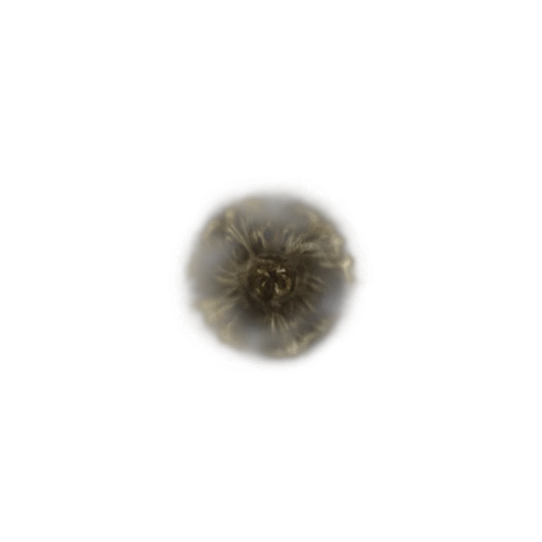 Golden Rune [3] icon