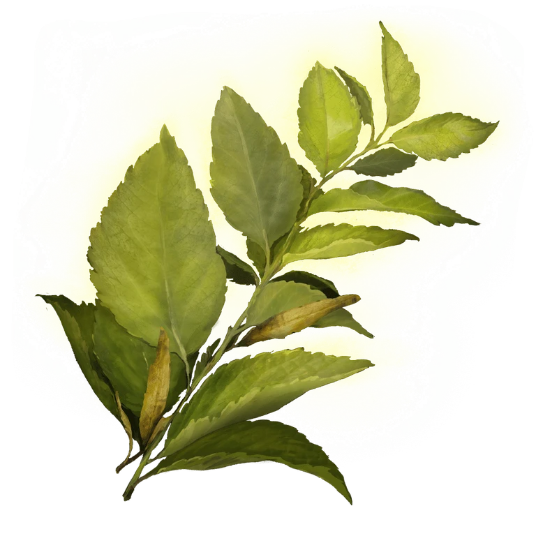Herba icon