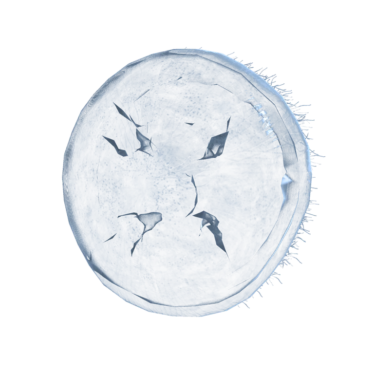 Jellyfish Shield icon