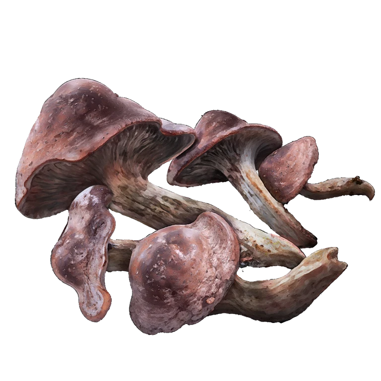 Redflesh Mushroom icon