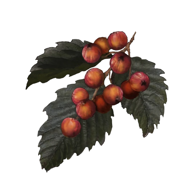 Rowa Fruit icon