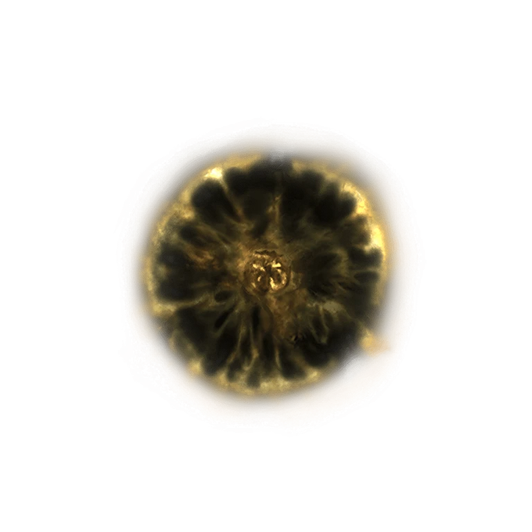 Shadow Realm Rune [4] icon