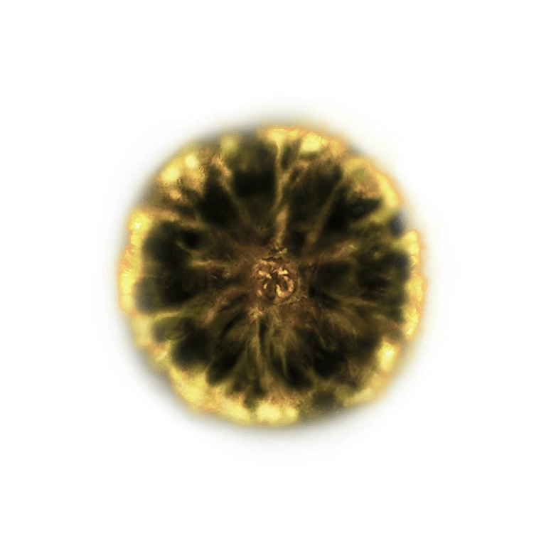 Shadow Realm Rune [7] icon