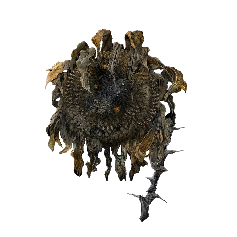 Shadow Sunflower icon
