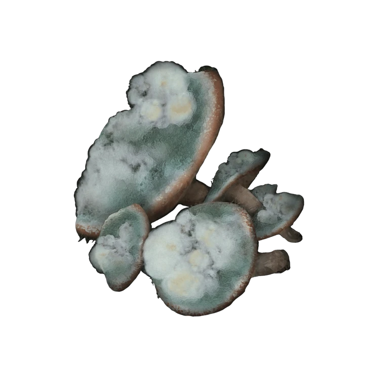 Toxic Mushroom icon