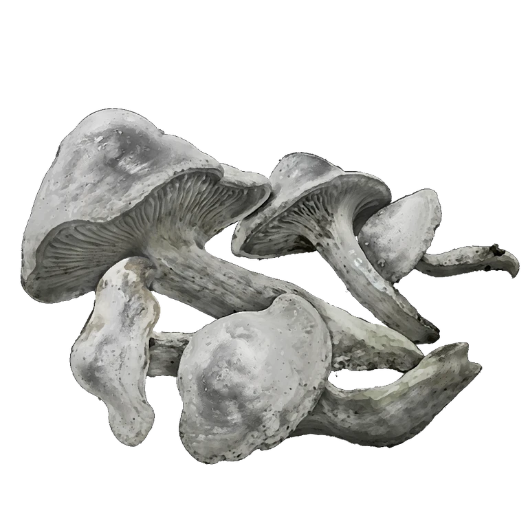 Whiteflesh Mushroom icon