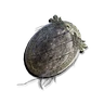 Clawmark Seal icon